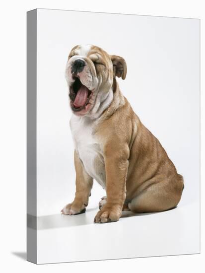 Bulldog Puppy-null-Premier Image Canvas