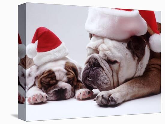 Bulldog Santas-Larry Williams-Premier Image Canvas