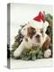 Bulldog Wearing Santa Claus Hat-Larry Williams-Premier Image Canvas