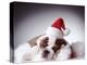 Bulldog Wearing Santa Hat-Larry Williams-Premier Image Canvas