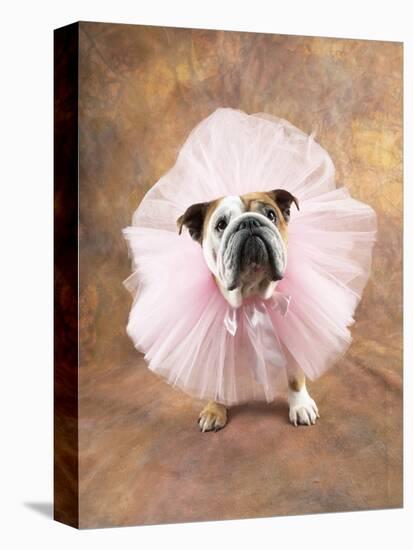 Bulldog Wearing Tutu-Peter M. Fisher-Premier Image Canvas