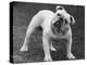 Bulldog-Thomas Fall-Premier Image Canvas