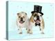 Bulldogs Male and Female-null-Premier Image Canvas