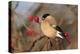 Bullfinch Female-null-Premier Image Canvas