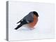 Bullfinch Male in Snow, Scotland, UK-Andy Sands-Premier Image Canvas