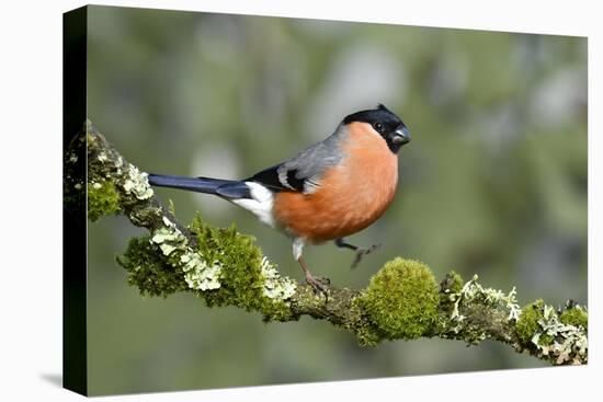 Bullfinch male walking along mossy twig, Buckinghamshire, England, UK-Andy Sands-Premier Image Canvas