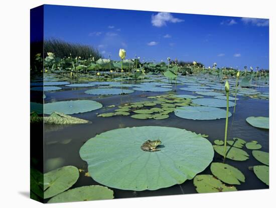 Bullfrog, Adult on American Lotus Lilypad, Welder Wildlife Refuge, Sinton, Texas, USA-Rolf Nussbaumer-Premier Image Canvas