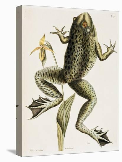 Bullfrog Natural History of Carolina, Florida and Bahamas-Mark Catesby-Premier Image Canvas