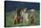 Bullmastiff, Collie and Weimaraner in Field-DLILLC-Premier Image Canvas