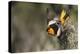 Bullock's Oriole-Ken Archer-Premier Image Canvas