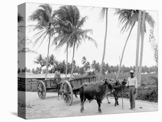 Bullock Teams on the Military Road, San Juan, Puerto Rico-null-Stretched Canvas