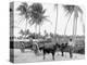 Bullock Teams on the Military Road, San Juan, Puerto Rico-null-Stretched Canvas