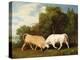 Bulls Fighting, 1786 (Oil on Panel)-George Stubbs-Premier Image Canvas