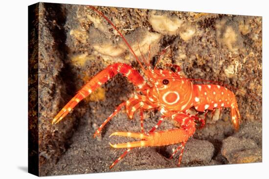 bullseye reef lobster on rocky seabed, hawaii, pacific ocean-david fleetham-Premier Image Canvas