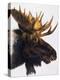 Bullwinkle-Barbara Keith-Premier Image Canvas