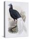 Bulwer's Pheasant-John Gould-Premier Image Canvas