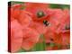 Bumble Bee Flying to Poppy Flower to Gather Pollen, Hertfordshire, England, UK-Andy Sands-Premier Image Canvas