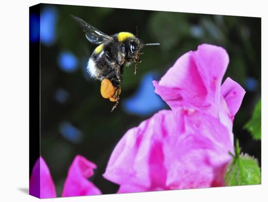 Bumble Bee in Flight, Hymenoptera, Switzerland-Andres Morya Hinojosa-Premier Image Canvas