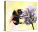 Bumble Bee on Flower 2-Sarah Stribbling-Stretched Canvas