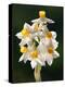 Bunch-flowered narcissus flower head, Italy-Paul Harcourt Davies-Premier Image Canvas