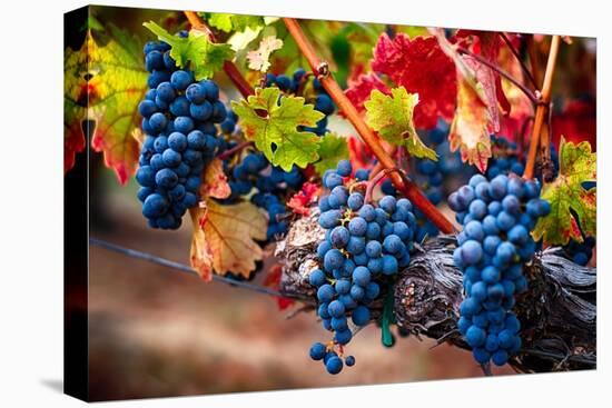 Bunch Of Blue Grapes On The Vine-George Oze-Premier Image Canvas