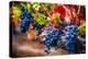 Bunch Of Blue Grapes On The Vine-George Oze-Premier Image Canvas