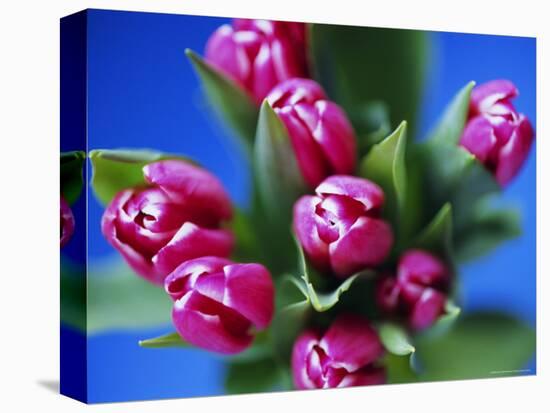 Bunch of Pink Tulips-David Tipling-Premier Image Canvas