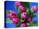 Bunch of Pink Tulips-David Tipling-Premier Image Canvas