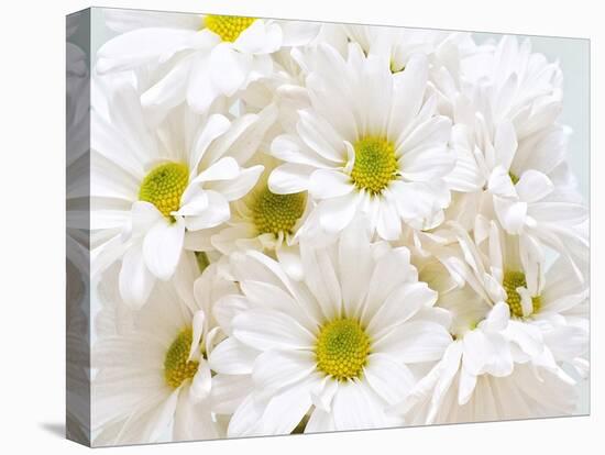 Bunch of White Daisies-Gail Peck-Stretched Canvas