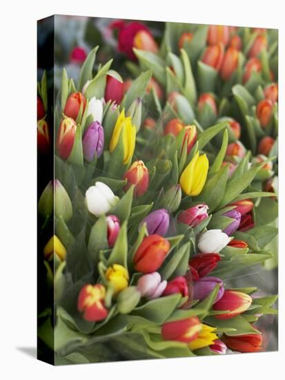 Bunches of colorful tulips-Markus Altmann-Premier Image Canvas