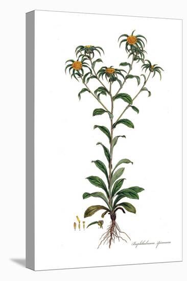 Buphthalmum spinosum, Flora Graeca-Ferdinand Bauer-Premier Image Canvas