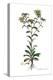 Buphthalmum spinosum, Flora Graeca-Ferdinand Bauer-Premier Image Canvas