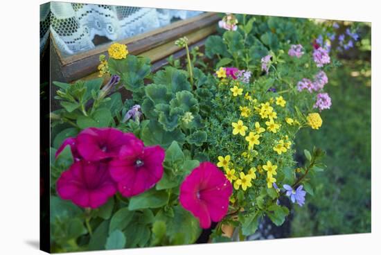 bur-marigold, Bidens ferulifolius, petunias, Petunia, blossoms, close-up, window box-David & Micha Sheldon-Stretched Canvas