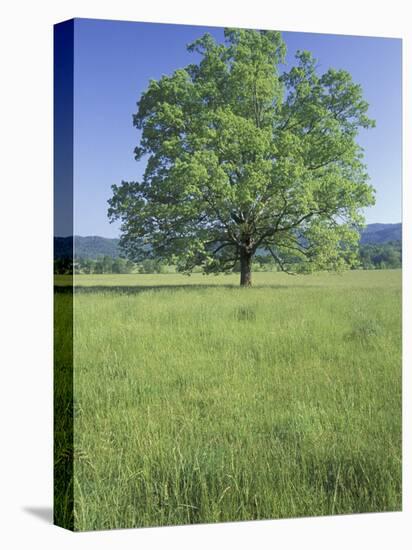 Bur Oak in Grassy Field, Great Smoky Mountains National Park, Tennessee, USA-Adam Jones-Premier Image Canvas