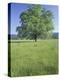 Bur Oak in Grassy Field, Great Smoky Mountains National Park, Tennessee, USA-Adam Jones-Premier Image Canvas