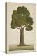 Bur Tree, 1800-10-null-Premier Image Canvas