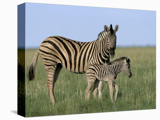 Burchell's (Plains) Zebra and Newborn Foal (Equus Burchelli), Etosha National Park, Namibia, Africa-Steve & Ann Toon-Premier Image Canvas