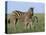 Burchell's (Plains) Zebra and Newborn Foal (Equus Burchelli), Etosha National Park, Namibia, Africa-Steve & Ann Toon-Premier Image Canvas