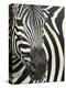 Burchell's (Plains) Zebra (Equus Burchelli), Mhkuze Game Reserve, Kwazulu Natal, South Africa-Ann & Steve Toon-Premier Image Canvas