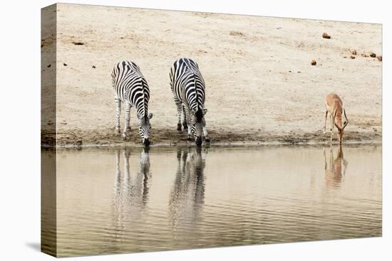 Burchell's Plains zebra (Equus quagga) drinking, Kruger National Park, South Africa, Africa-Christian Kober-Premier Image Canvas