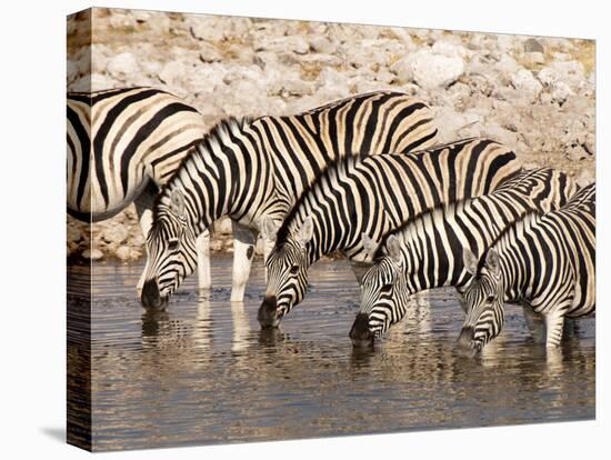 Burchell's Zebra (Equus Burchellii), Etosha National Park, Namibia, Africa-Sergio Pitamitz-Premier Image Canvas