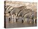 Burchell's Zebra (Equus Burchellii), Etosha National Park, Namibia, Africa-Sergio Pitamitz-Premier Image Canvas