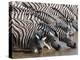 Burchell's Zebra (Equus Burchellii), Etosha National Park, Namibia, Africa-Sergio Pitamitz-Premier Image Canvas