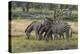 Burchell's zebra (Equus burchellii), Khwai Concession, Okavango Delta, Botswana, Africa-Sergio Pitamitz-Premier Image Canvas