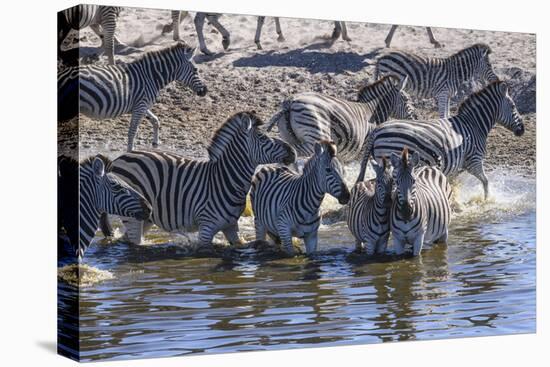 Burchell's zebra (Equus quagga burchellii) drinking in the Boteti River, Botswana-Gary Cook-Premier Image Canvas