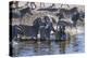 Burchell's zebra (Equus quagga burchellii) drinking in the Boteti River, Botswana-Gary Cook-Premier Image Canvas