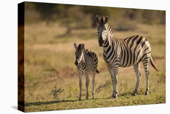 Burchell's Zebra Foal and Mother-Michele Westmorland-Premier Image Canvas