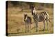 Burchell's Zebra Foal and Mother-Michele Westmorland-Premier Image Canvas