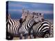 Burchell's Zebra, Masai Mara, Kenya-Dee Ann Pederson-Premier Image Canvas