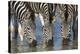 Burchell's Zebra (Plains Zebra) (Equus Burchelli) Drinking, Kwazulu-Natal, Africa-Ann & Steve Toon-Premier Image Canvas